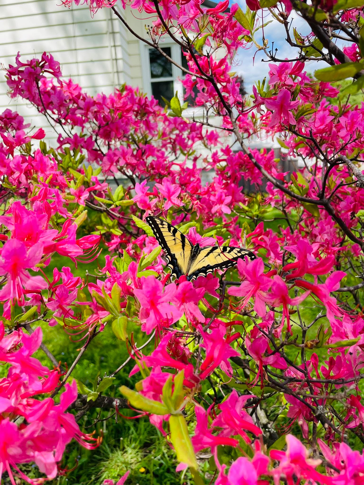 🦋 🌺